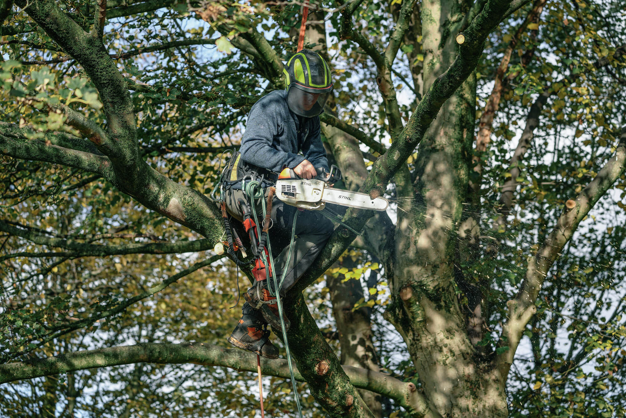 A Arborist doing a crown lift in a tree in Stannington, Sheffield