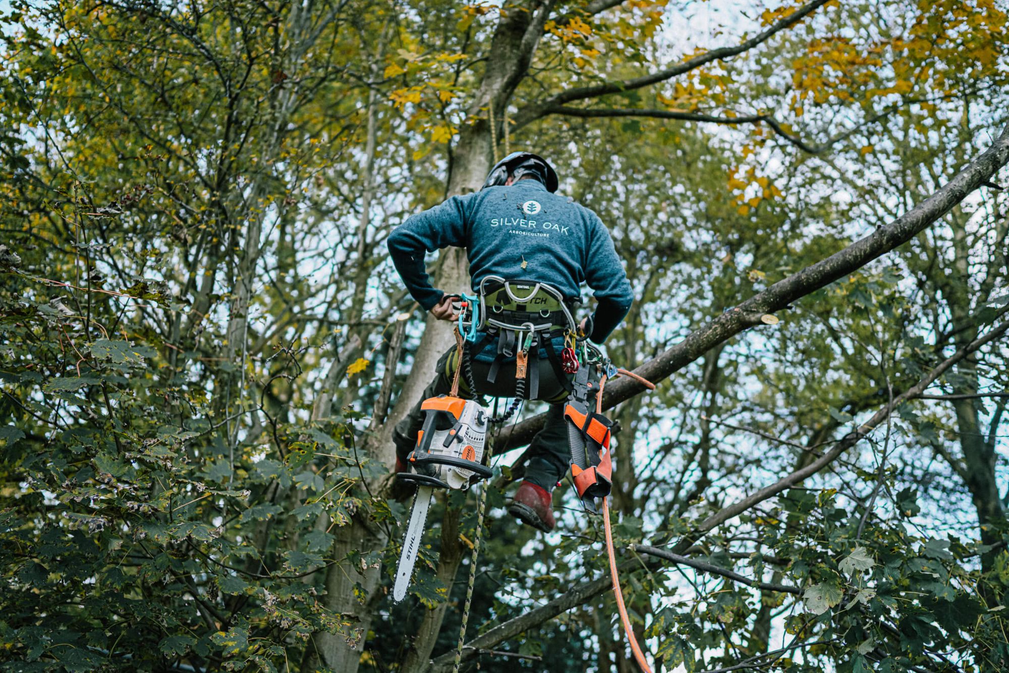 A tree surgeon working in the tree in Sheffield